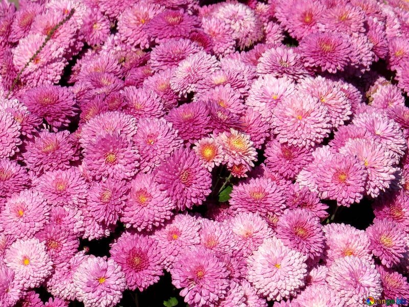 Chrysanthemum on the desktop №36905