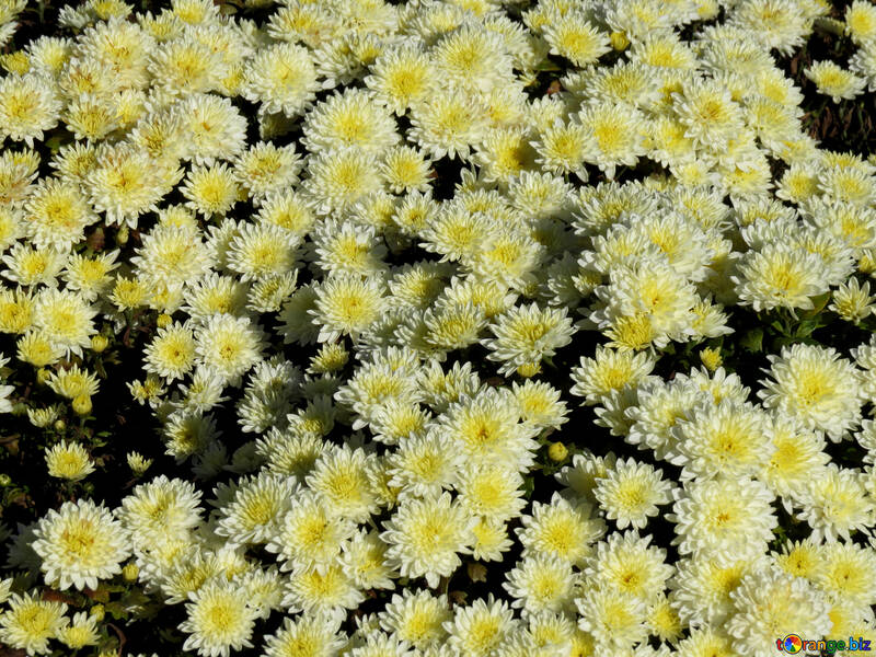 Chrysanthemum much in the picture №36898