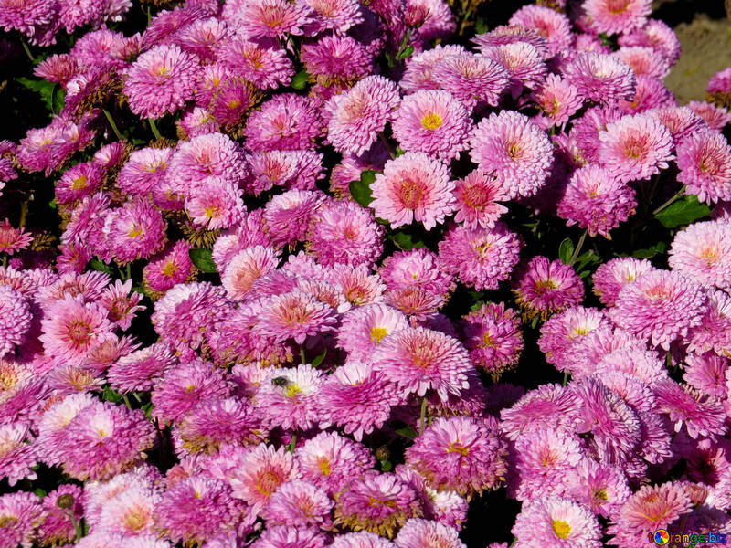Picture of Chrysanthemum №36902