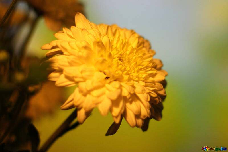 Crisantemo amarillo №36983