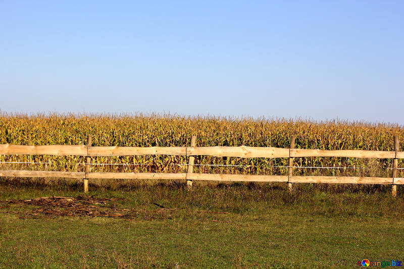 Le champ de maïs derrière la clôture №36641
