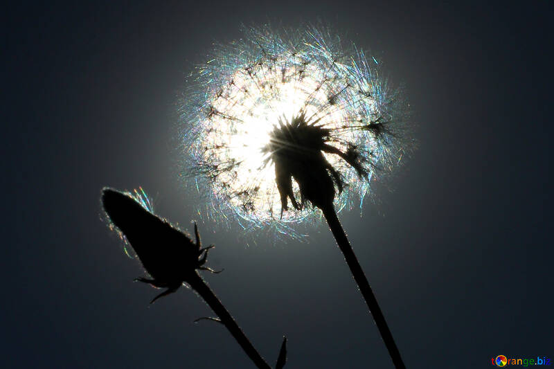 タンポポの花は太陽を背景に №36973