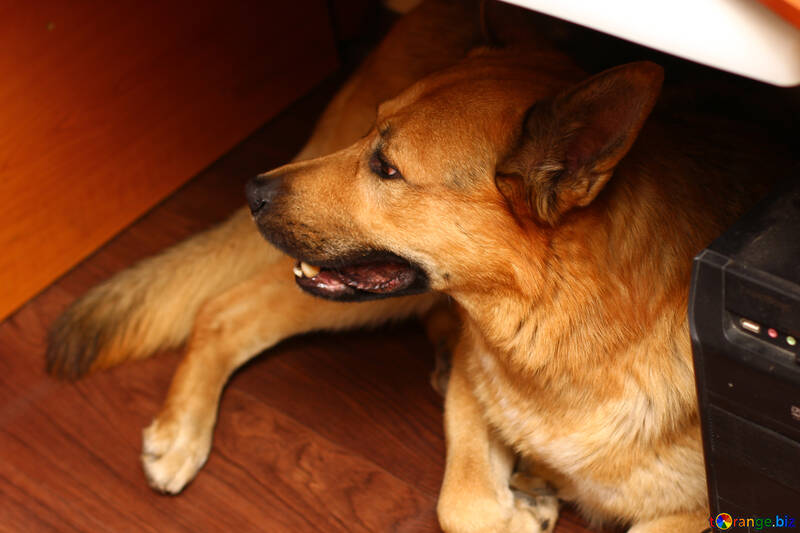 Der Hund unter dem Tisch №36312