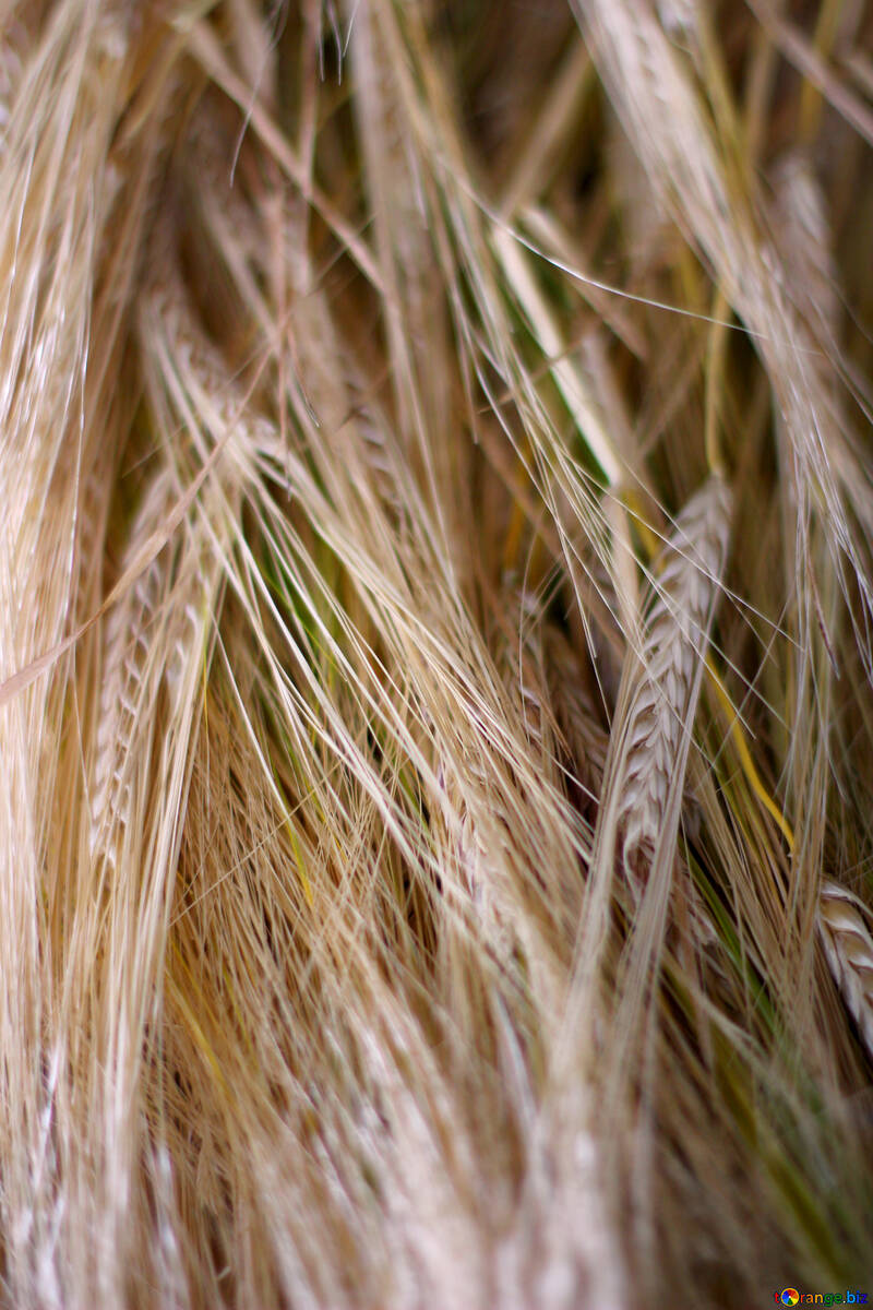 小麦の耳 №36265