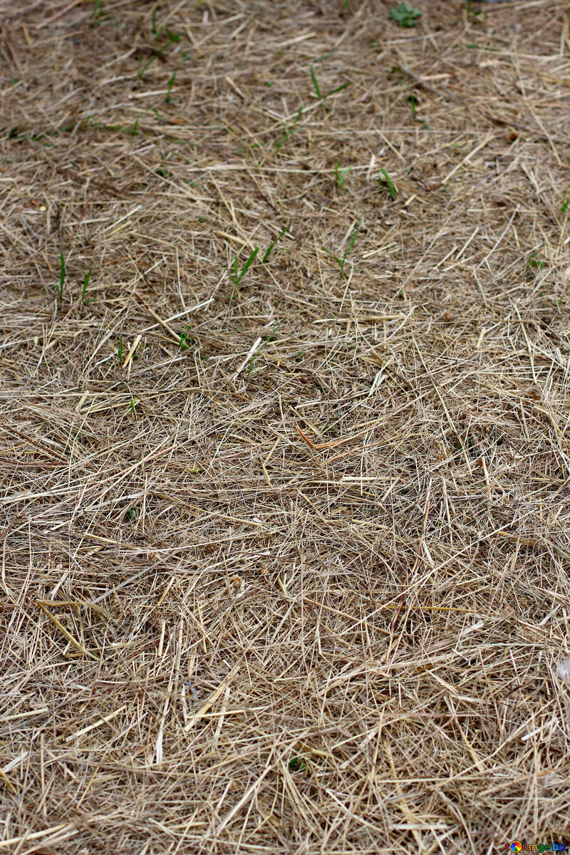 A textura de grama seca na terra №36820