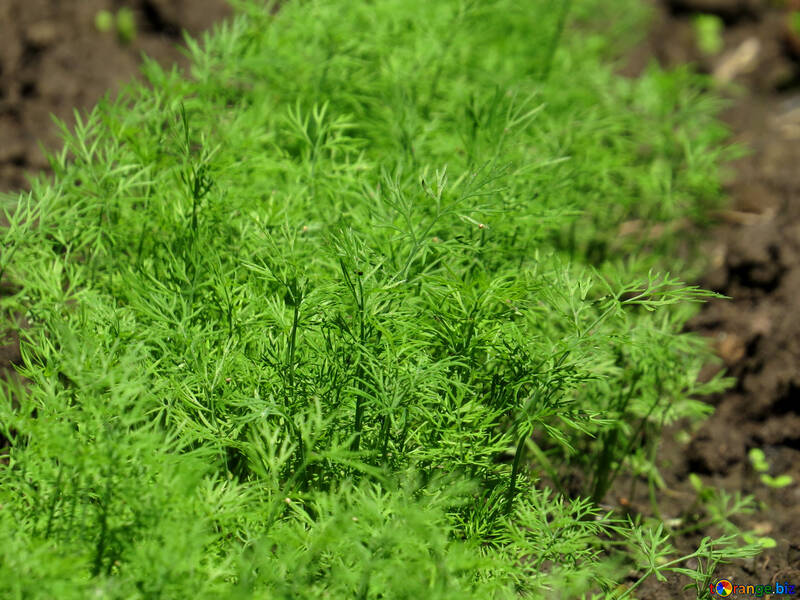 Growing dill №36766