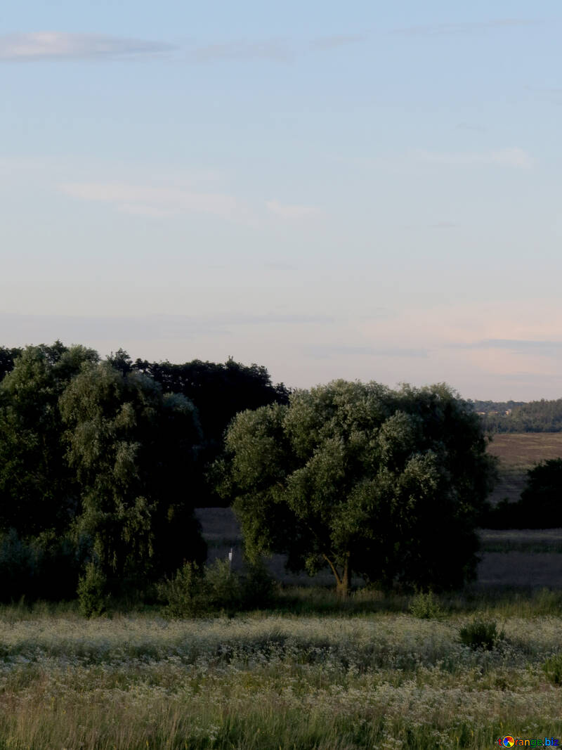Rural summer evening №36727