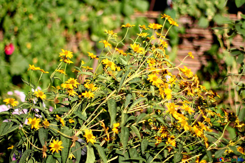 Bush flower yellow №36947