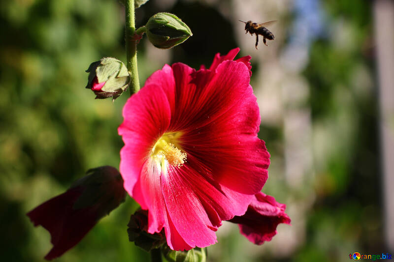 Una abeja que vuela la flor №36918