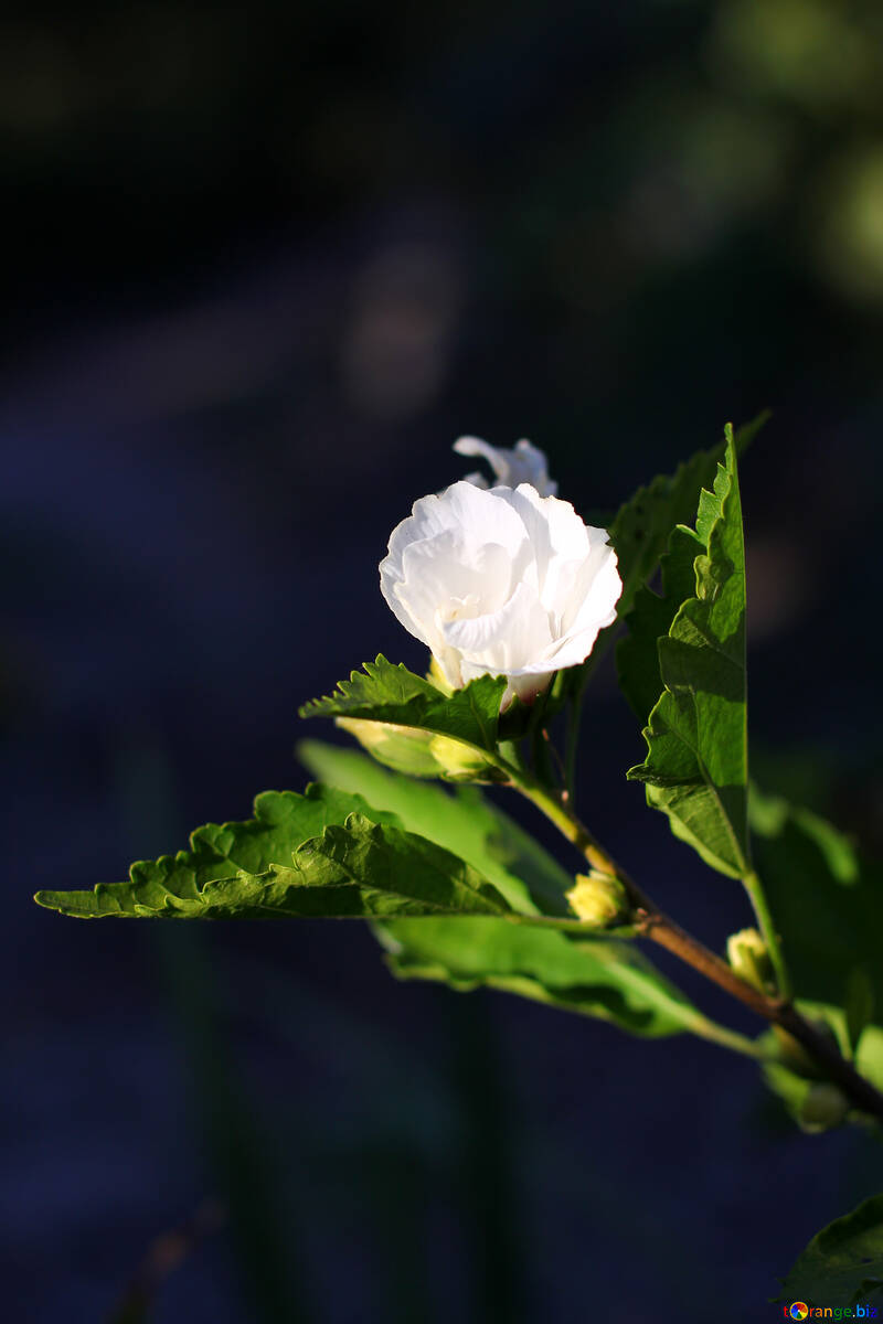 Fiore su ibisco Bush №36942
