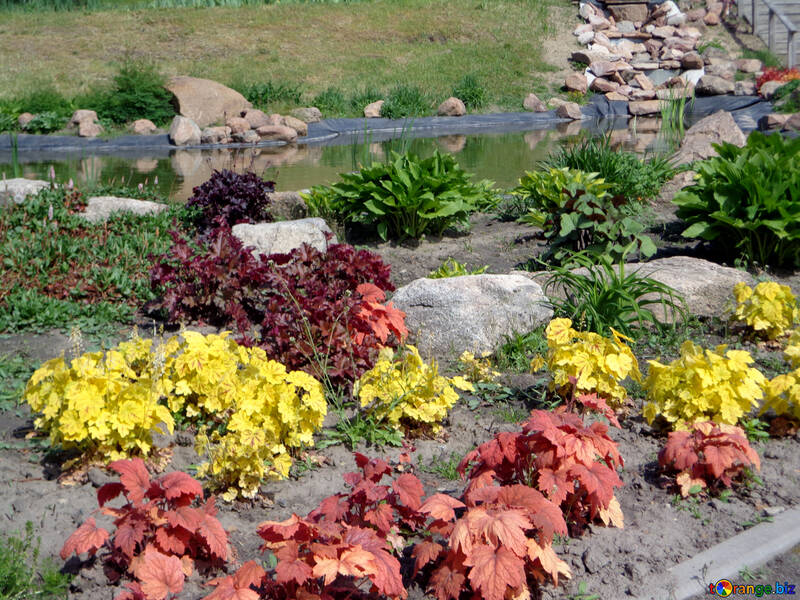 Рослини з кольоровими листям №36849