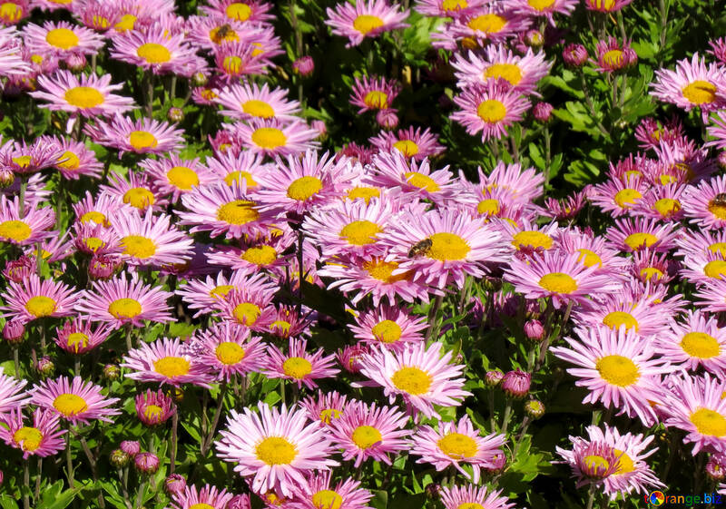Flowers of Chrysanthemum on the desktop №36908