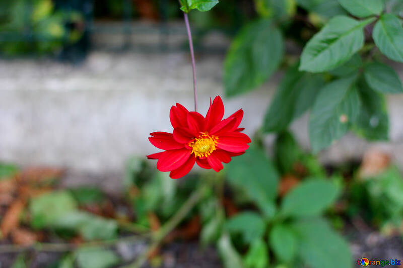 Квітка ліани №36132