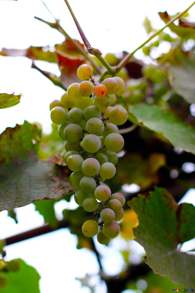 Grapes on branch №36131