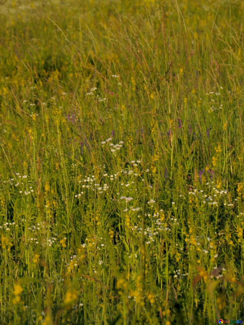 Grass flowers №36714