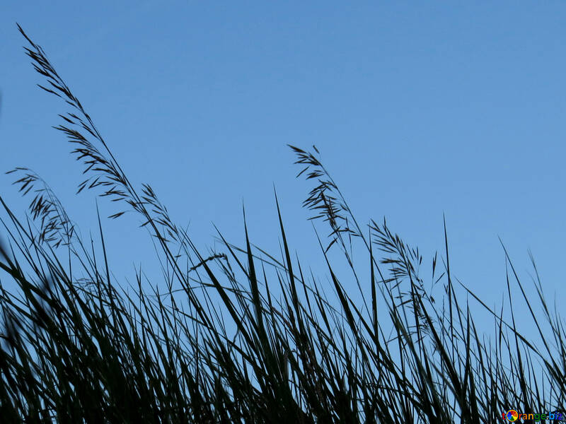 Gras auf blauem Hintergrund №36703