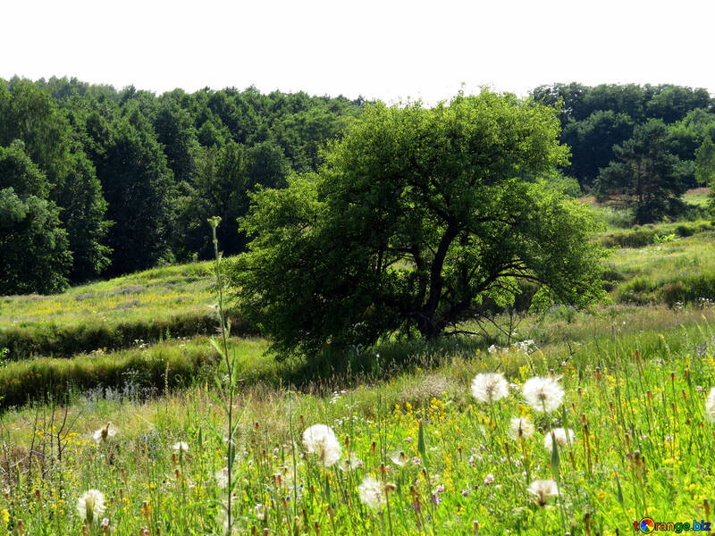 Naturaleza verano №36693