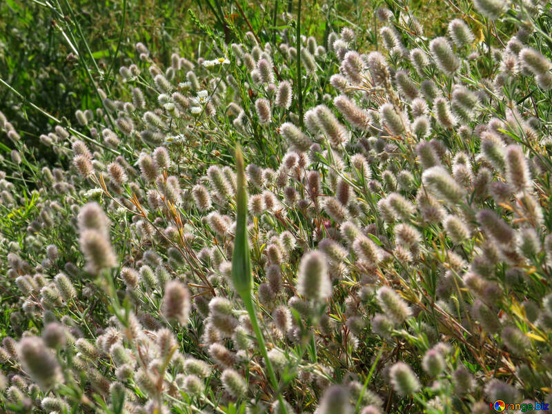 Fluffy flowers on Bush №36690
