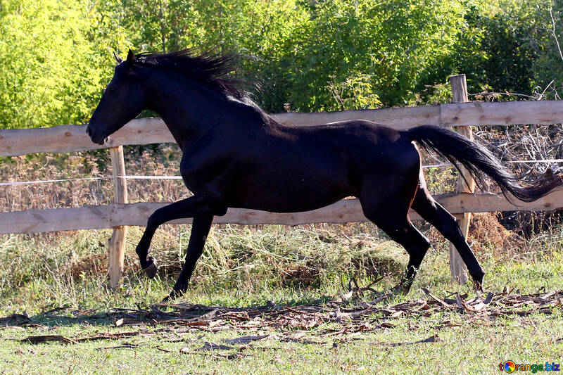 黒い馬 №36651