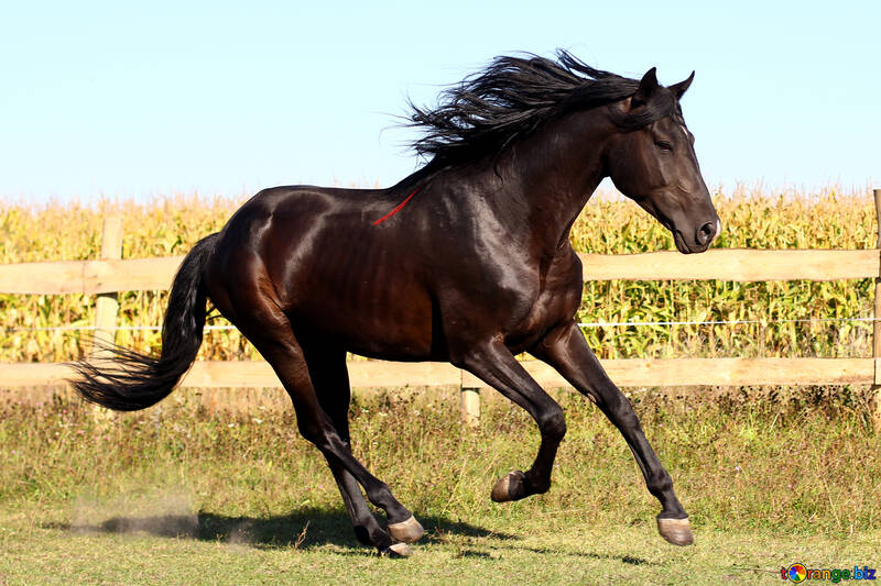 Black horse №36655