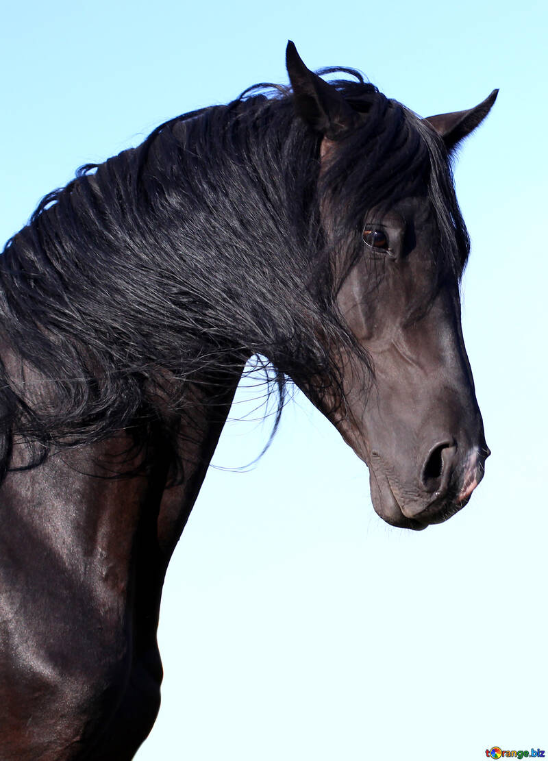 Beautiful portrait of horse №36646