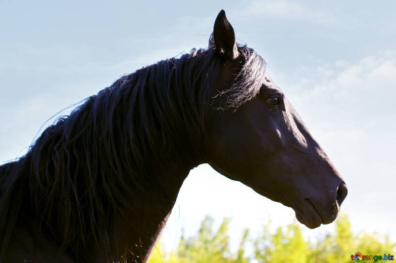 Портрет коня №36660