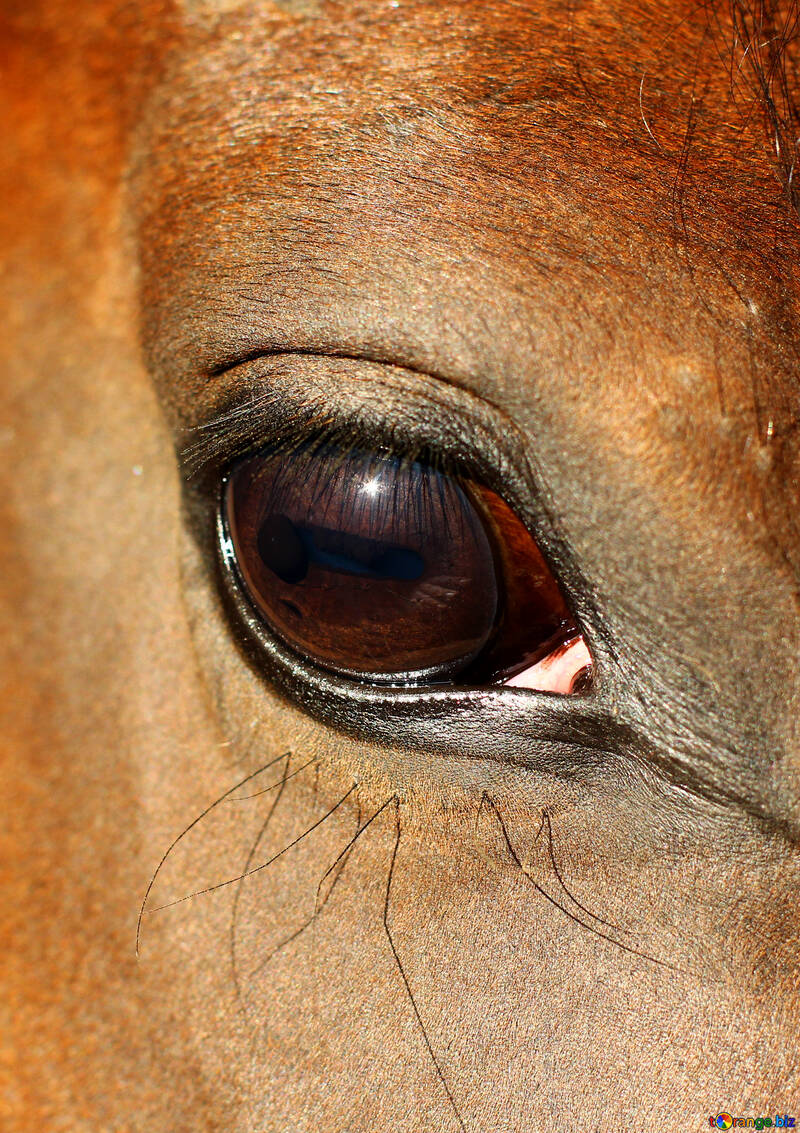 Horse eye №36575