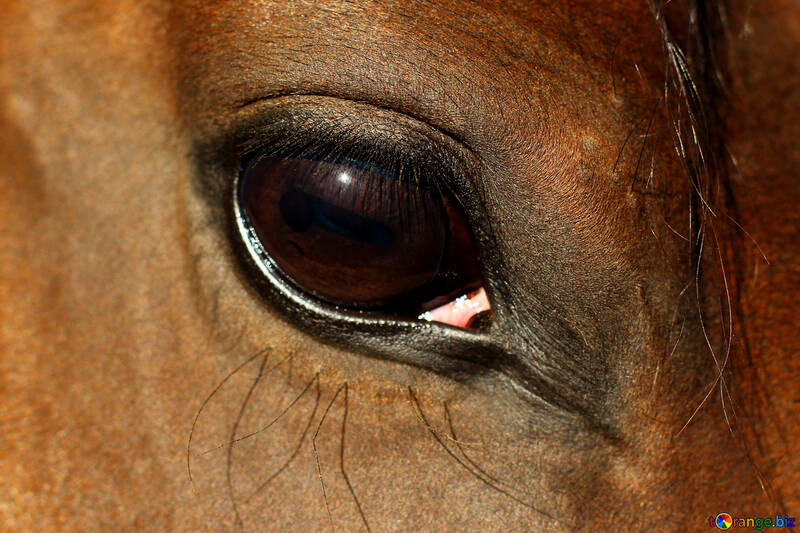 Olho de cavalo №36576