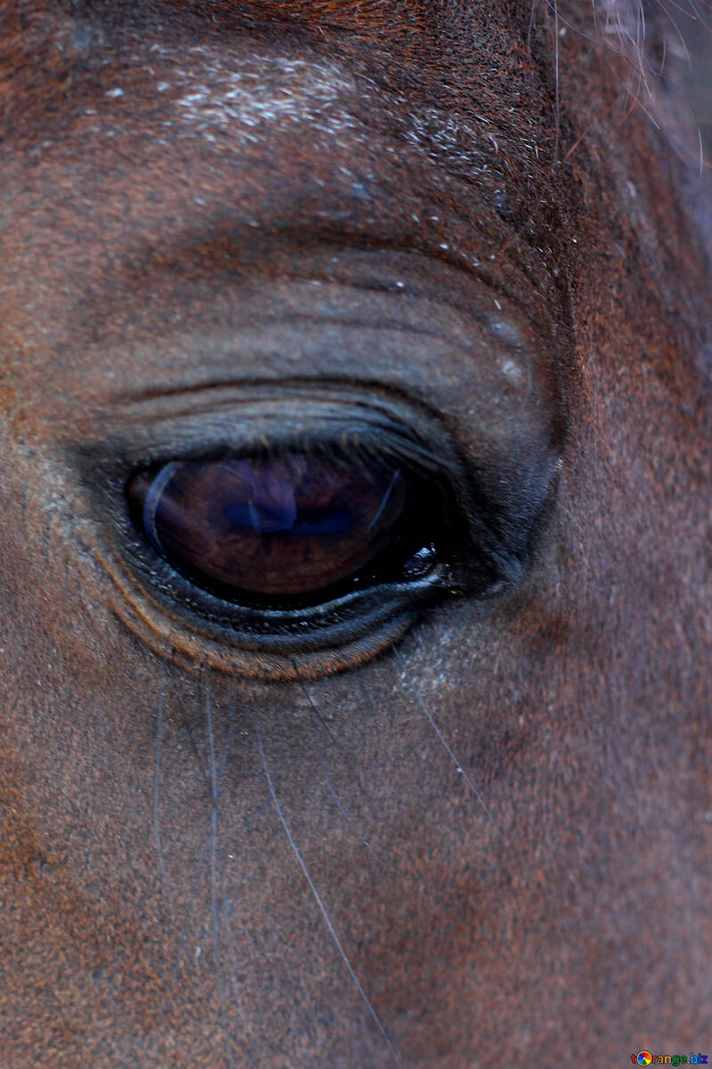 Horse eye №36587