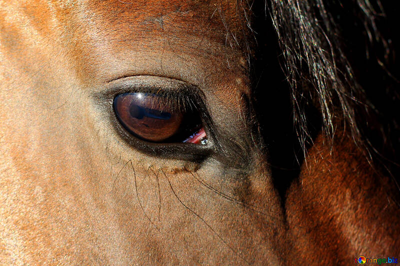 Horse`s vision №36580