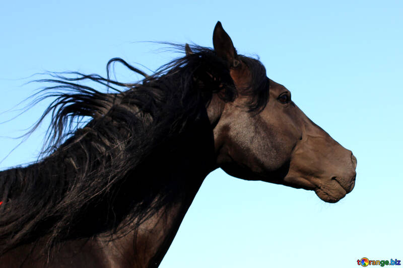 Retrato do cavalo preto №36657