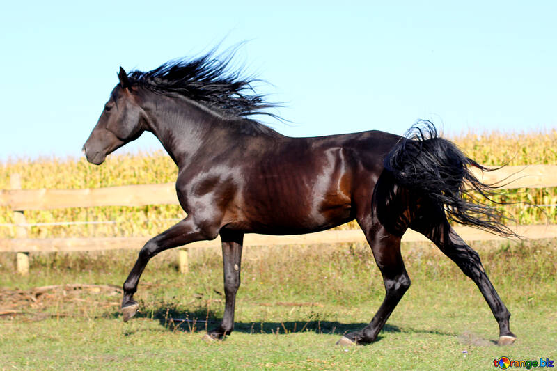 ウクライナの馬 №36668
