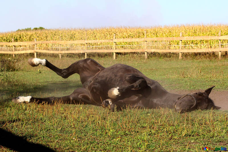 Pferd auf dem Boden liegend №36623