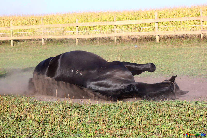 Horse lying on the ground №36625
