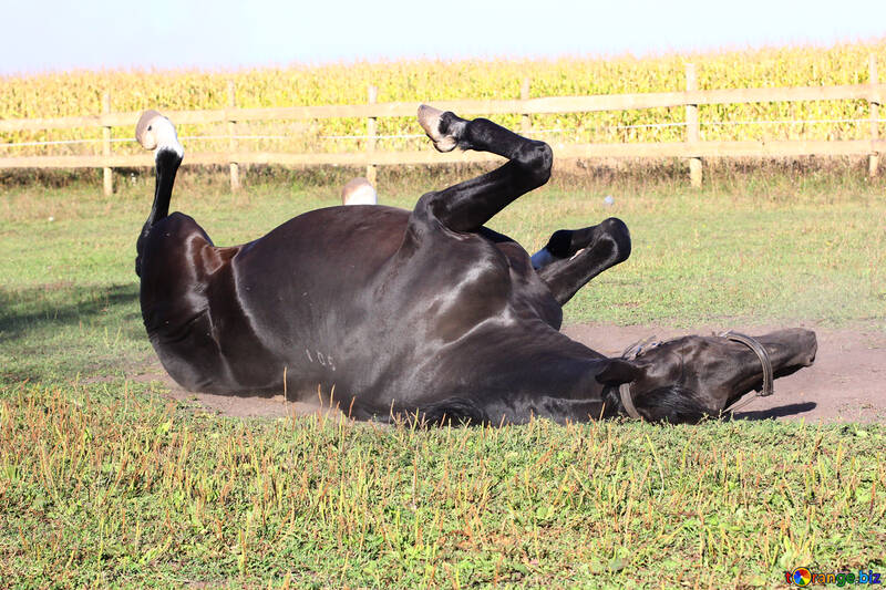 Cheval couché dans la poussière №36629