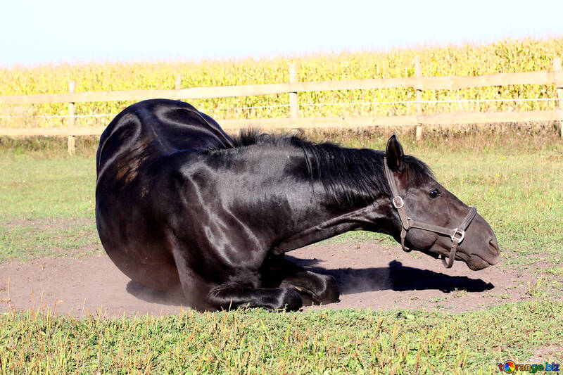 Horse laying in the dirt №36636