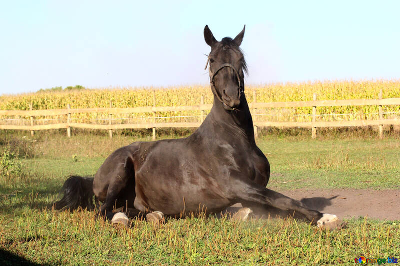 Cavallo reclinabile №36615
