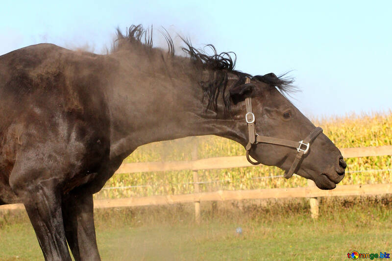 Dusty horse №36609