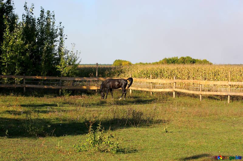 Granja de caballos №36601