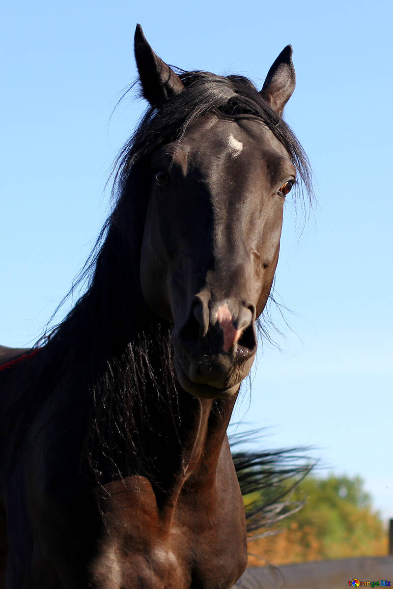 Portrait of horse №36661