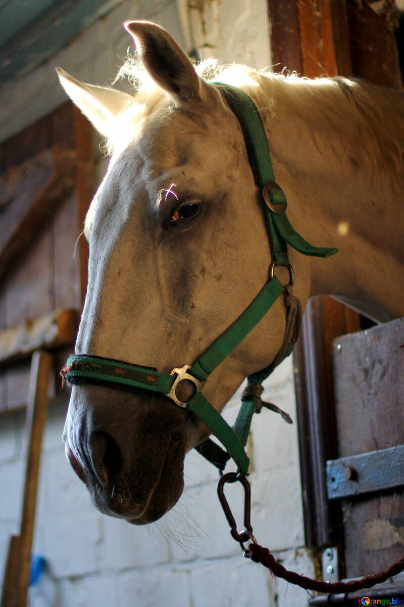 Портрет білого коня №36597
