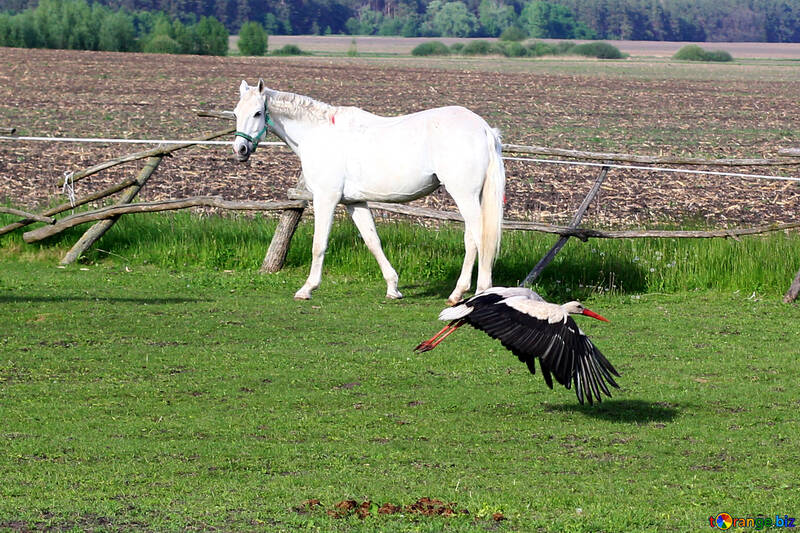 The horse and the bird №36805