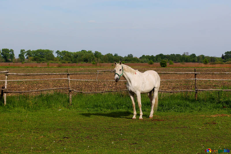 Balades cheval blanc №36818