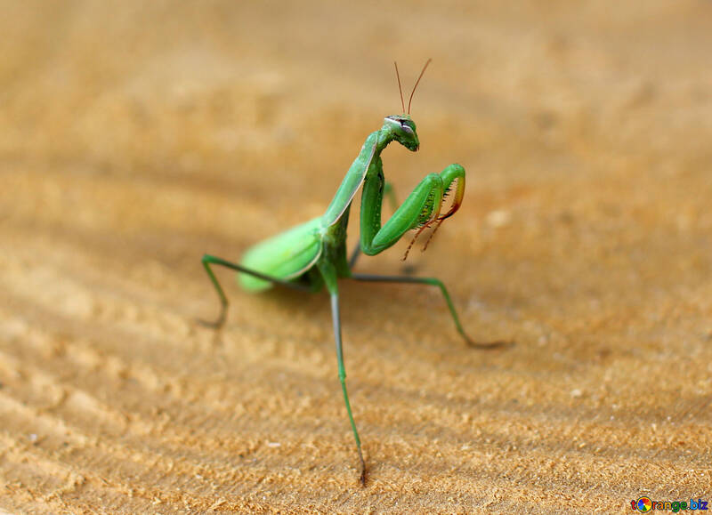 The praying mantis insect №36117