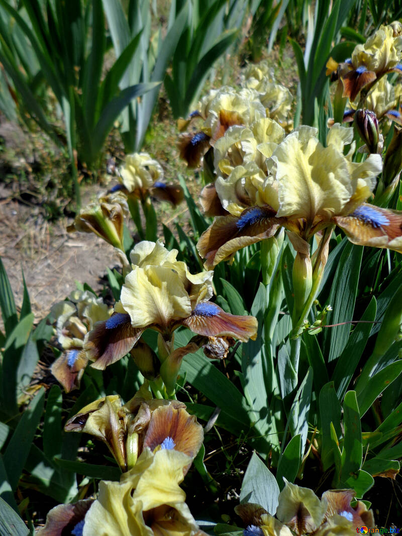 Flowers colorful irises №36843