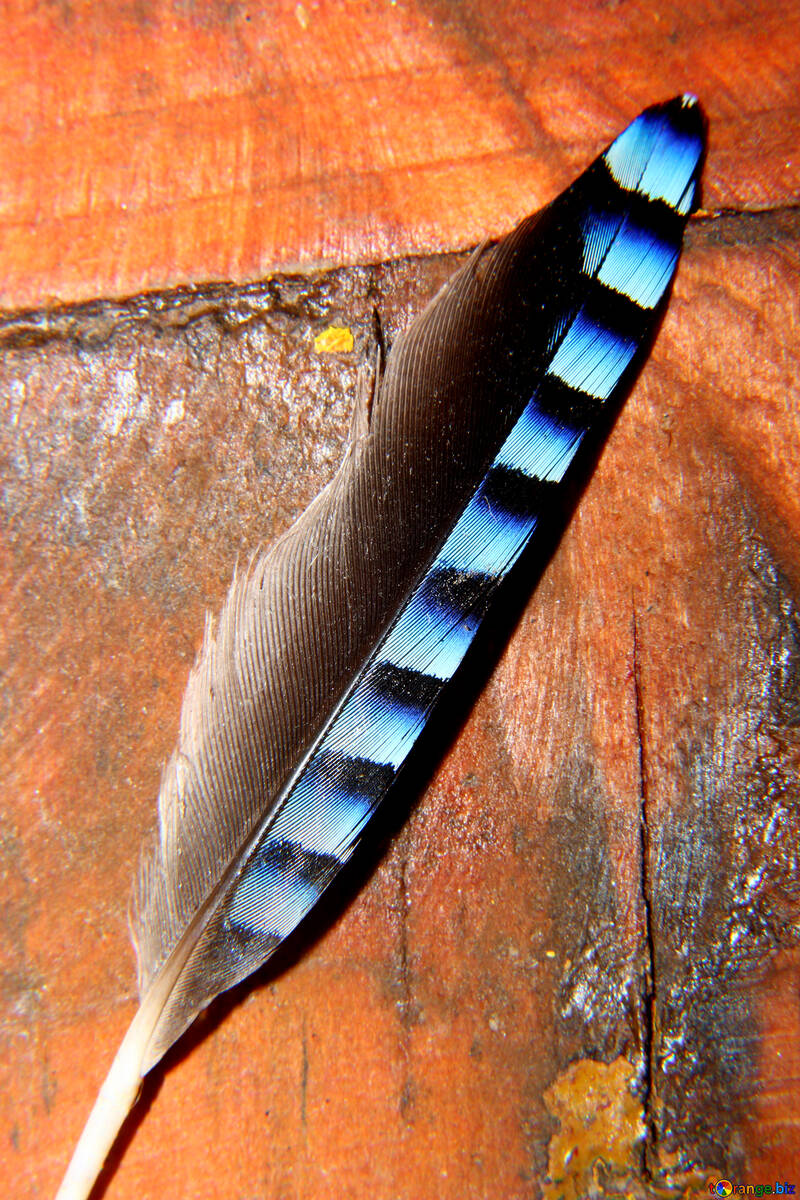 Jay feather №36228