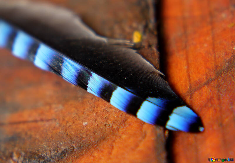 Blue feather №36227
