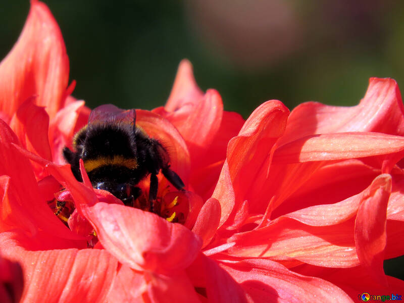 花の蜂をしくじる №36082