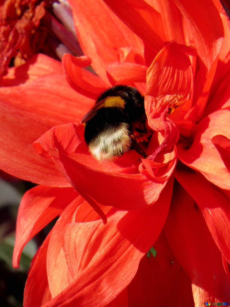 Flor con Bumblebee №36079