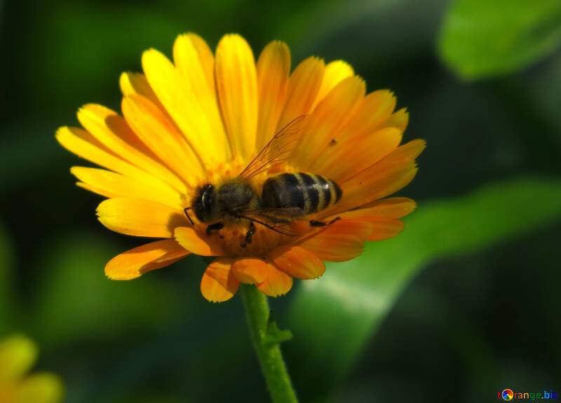 Une mouche à la pollinisation de fleurs №36996